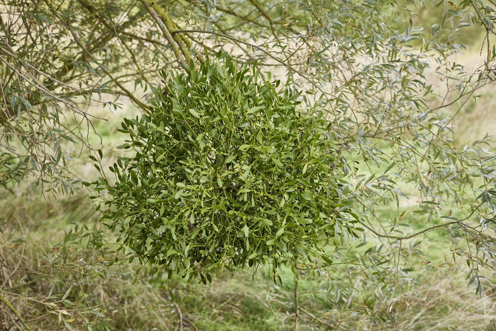 Mistletoe